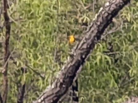 Prothonotary Warbler - ML635921151