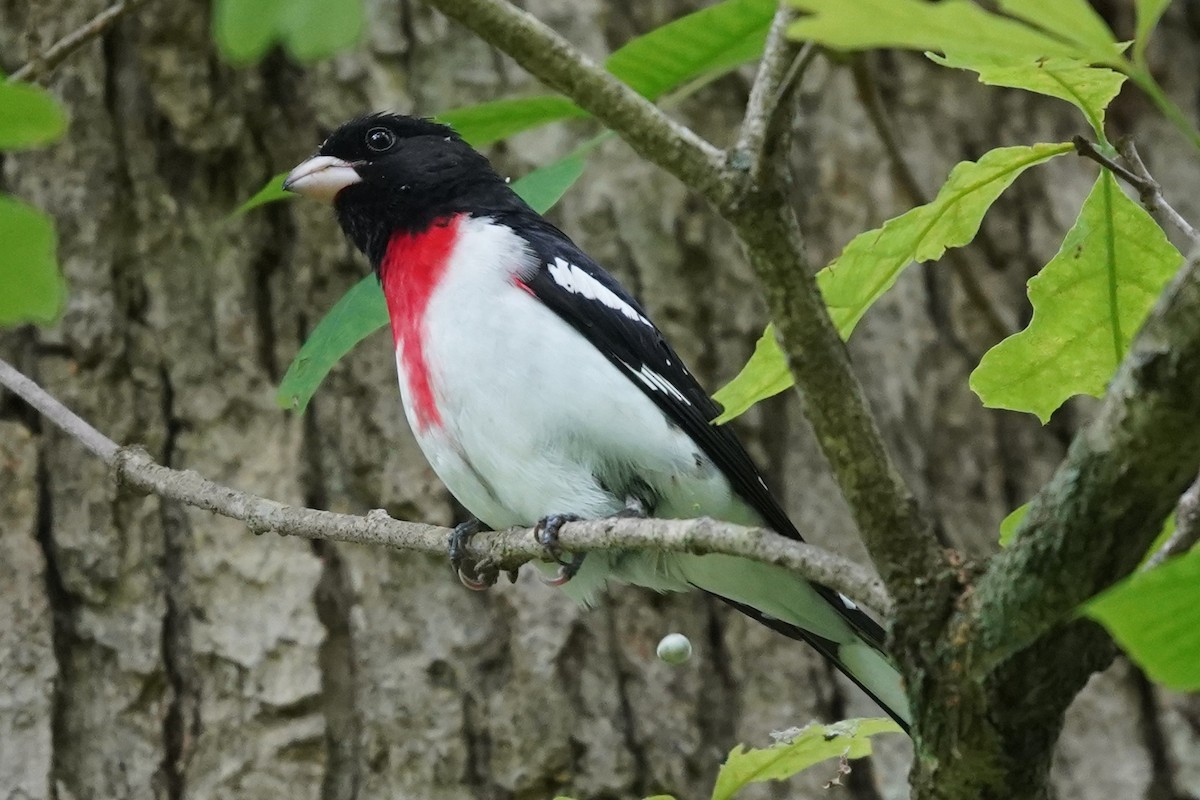 Rose-breasted Grosbeak - ML635921300