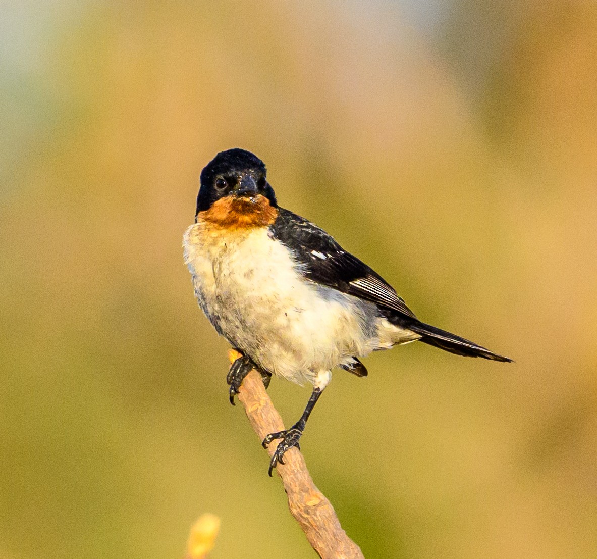 White-rumped Tanager - ML635921301
