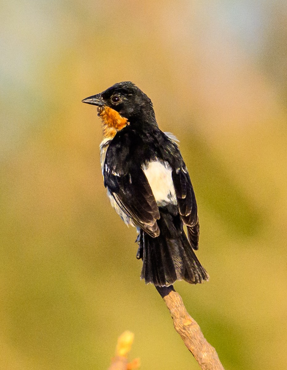 White-rumped Tanager - ML635921302