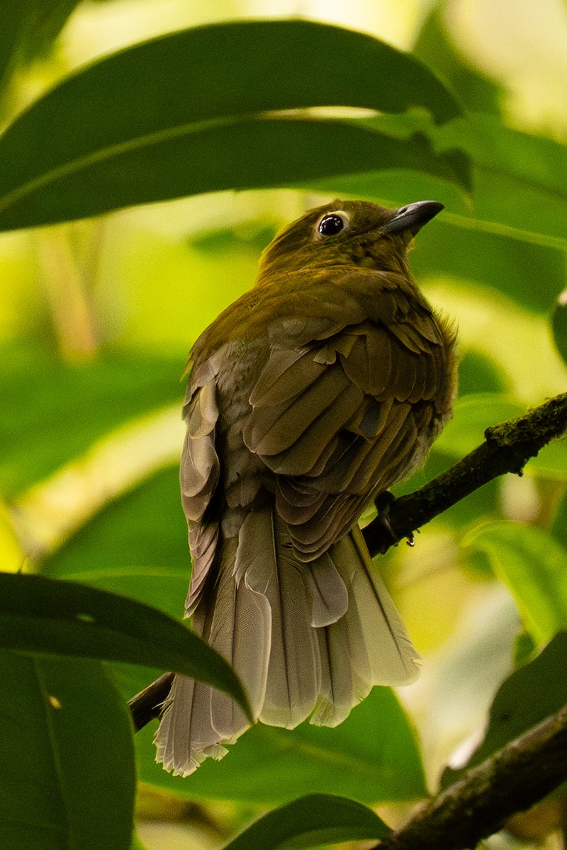 Gray-tailed Piha - ML635921392