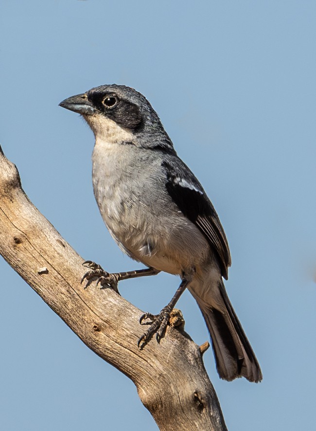 White-banded Tanager - ML635921420