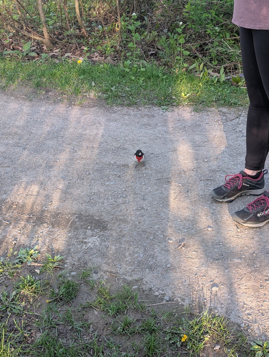 Rose-breasted Grosbeak - ML635921543