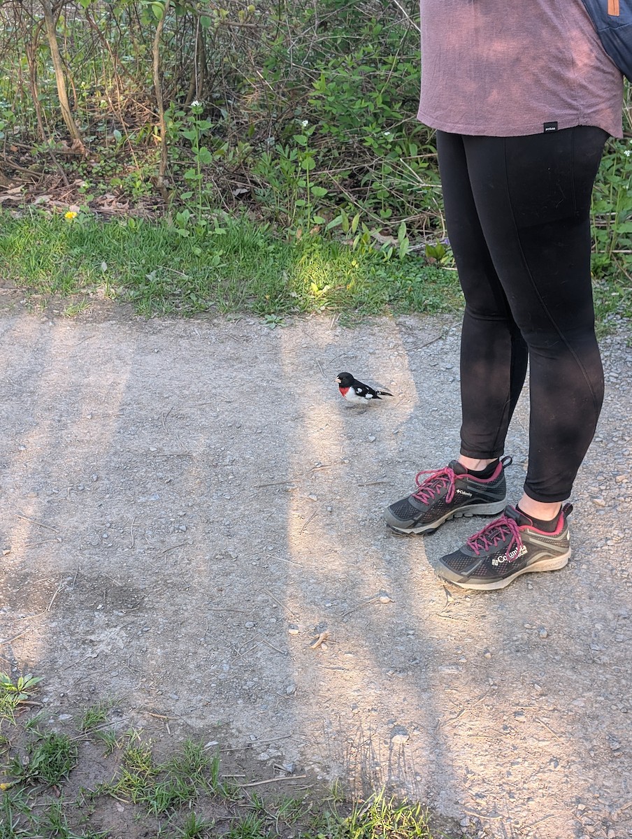 Rose-breasted Grosbeak - ML635921557