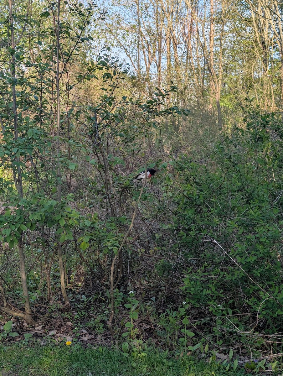 Rose-breasted Grosbeak - ML635921573