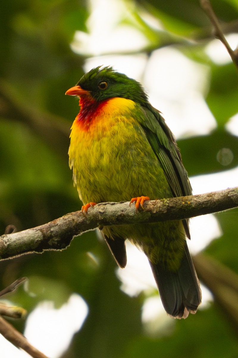Scarlet-breasted Fruiteater (squamipectus) - ML635921591