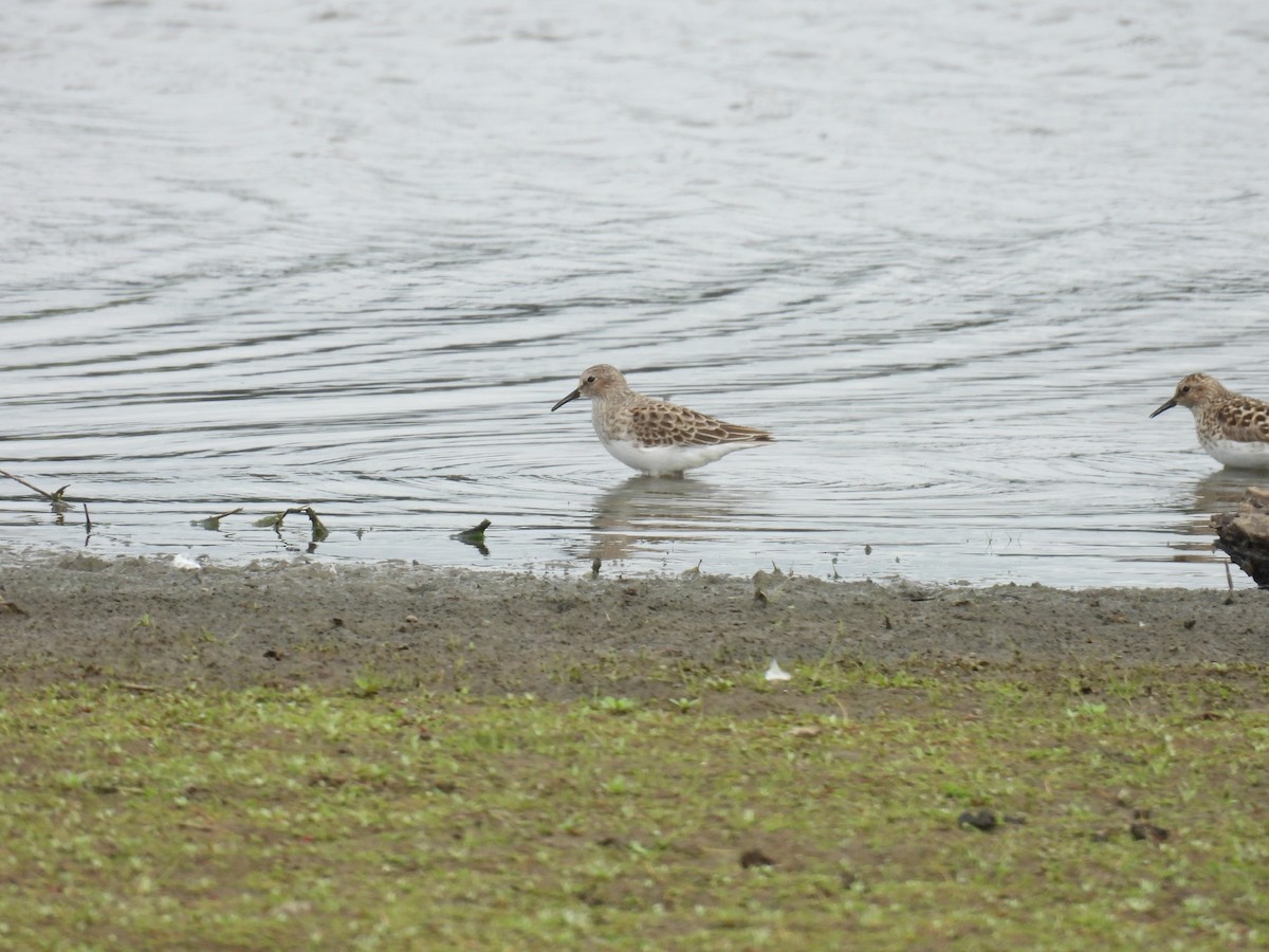 Least Sandpiper - ML635921761