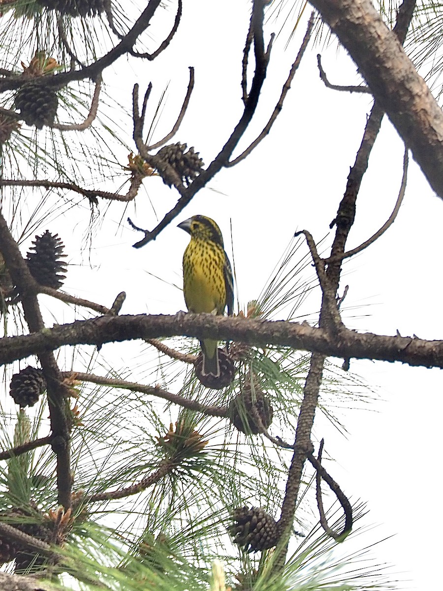Spot-winged Grosbeak - ML635921987
