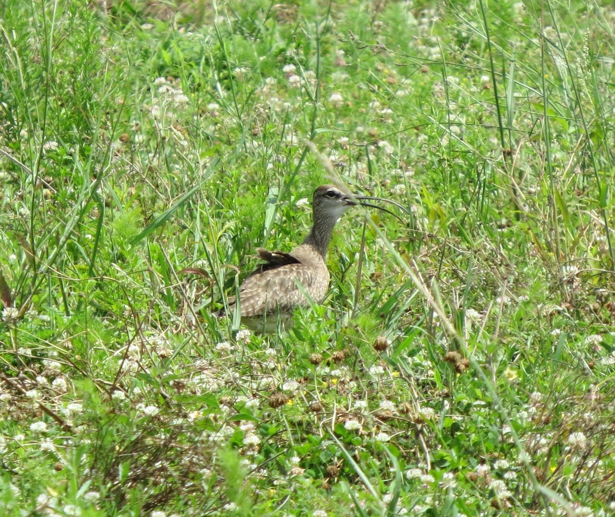 Hudsonian Whimbrel - ML635921990