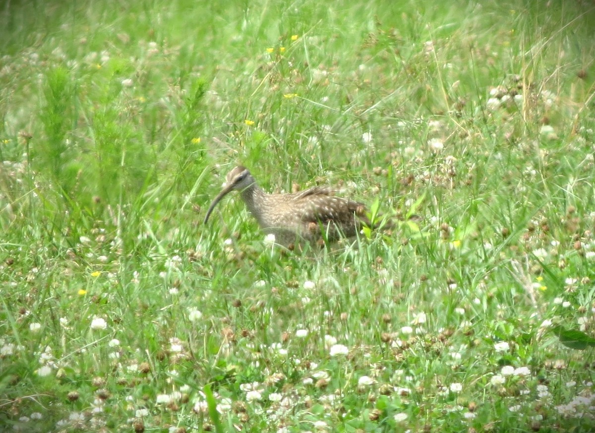 Hudsonian Whimbrel - ML635922090