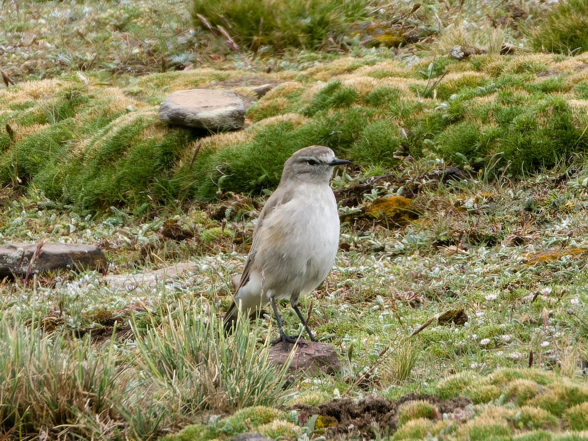 Ochre-naped Ground-Tyrant - ML635922219