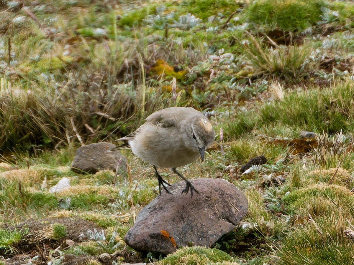 Ochre-naped Ground-Tyrant - ML635922227