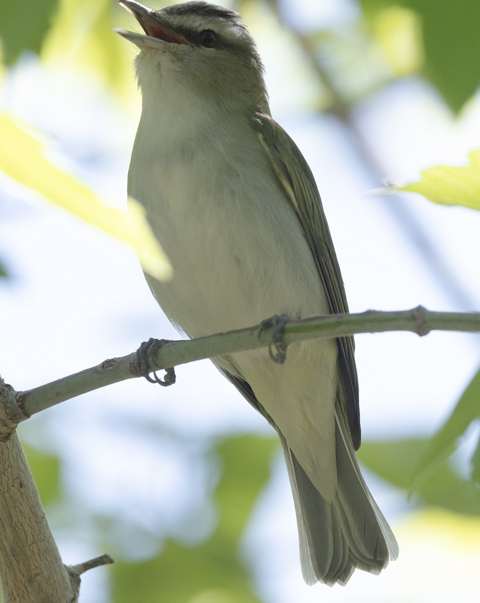 Red-eyed Vireo - ML635922379
