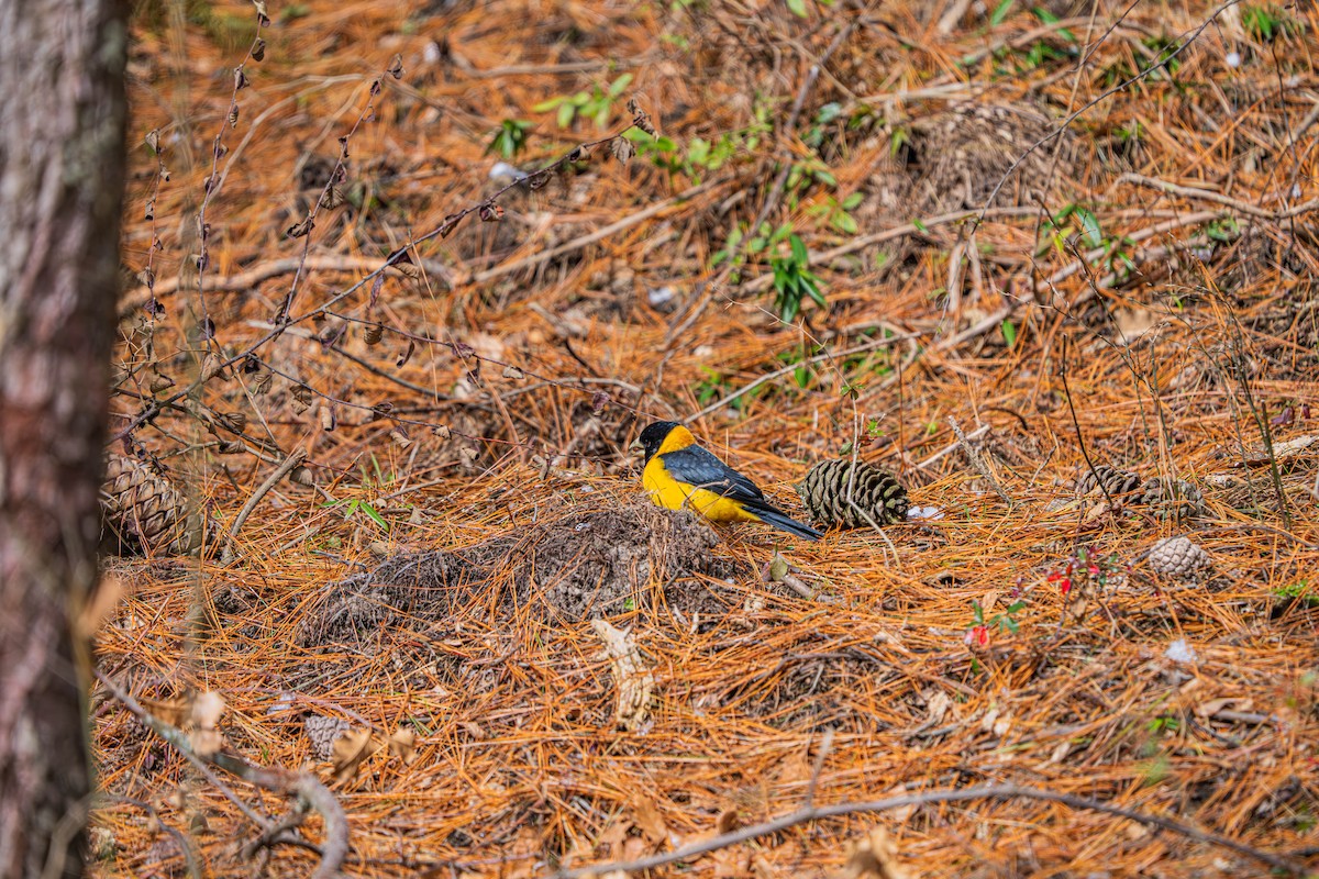 Collared Grosbeak - ML635922557