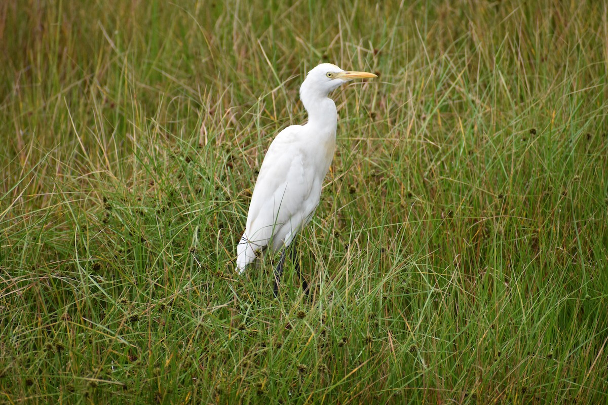 Eastern Cattle-Egret - ML635922561