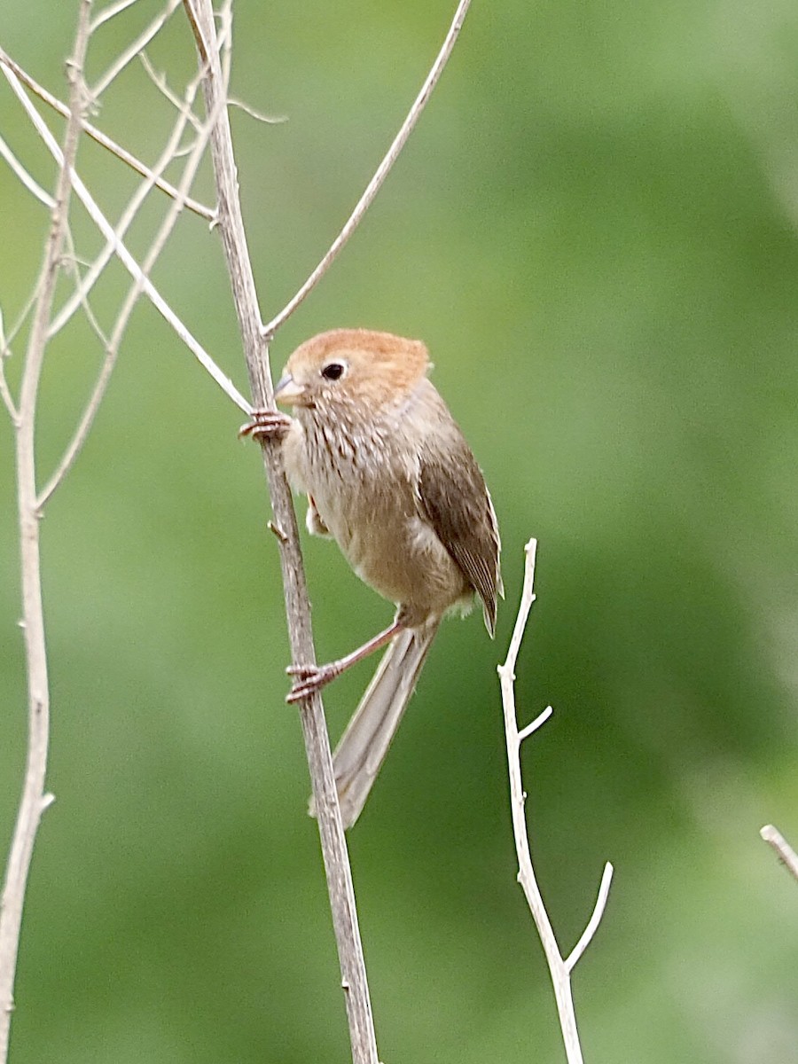 Eye-ringed Parrotbill - ML635922723