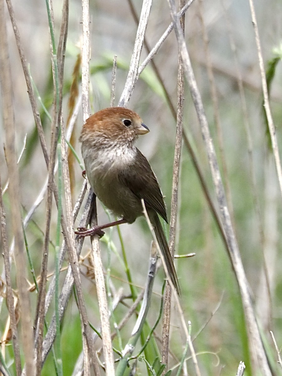 Eye-ringed Parrotbill - ML635922724