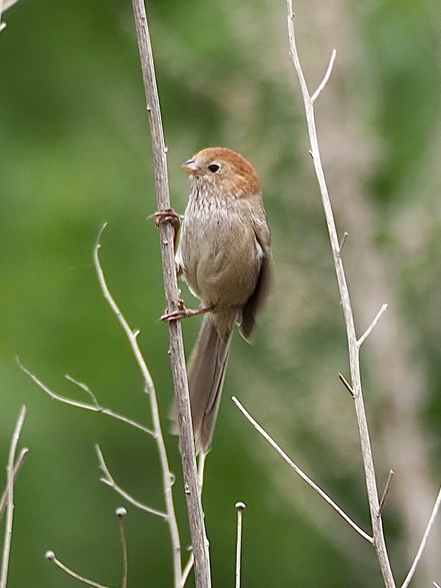 Eye-ringed Parrotbill - ML635922725