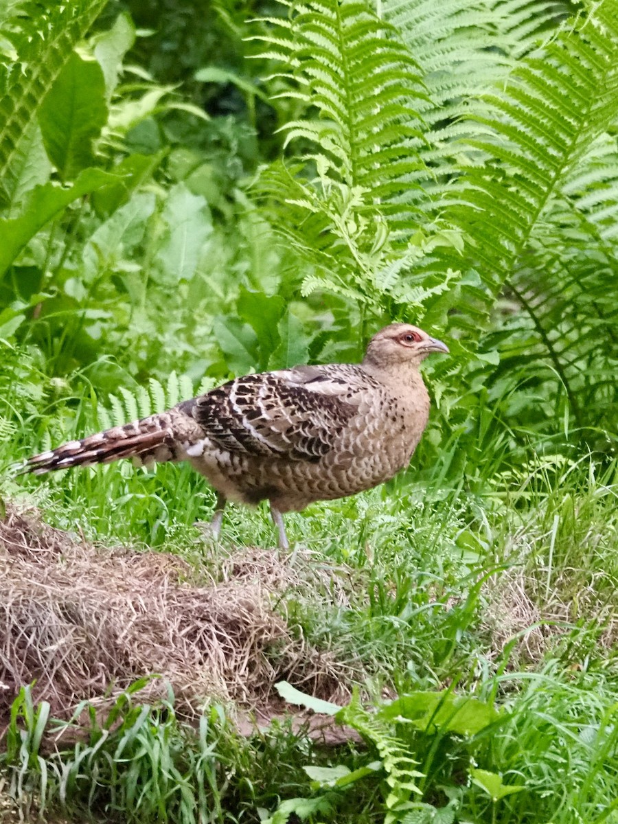 Mrs. Hume's Pheasant - ML635922792