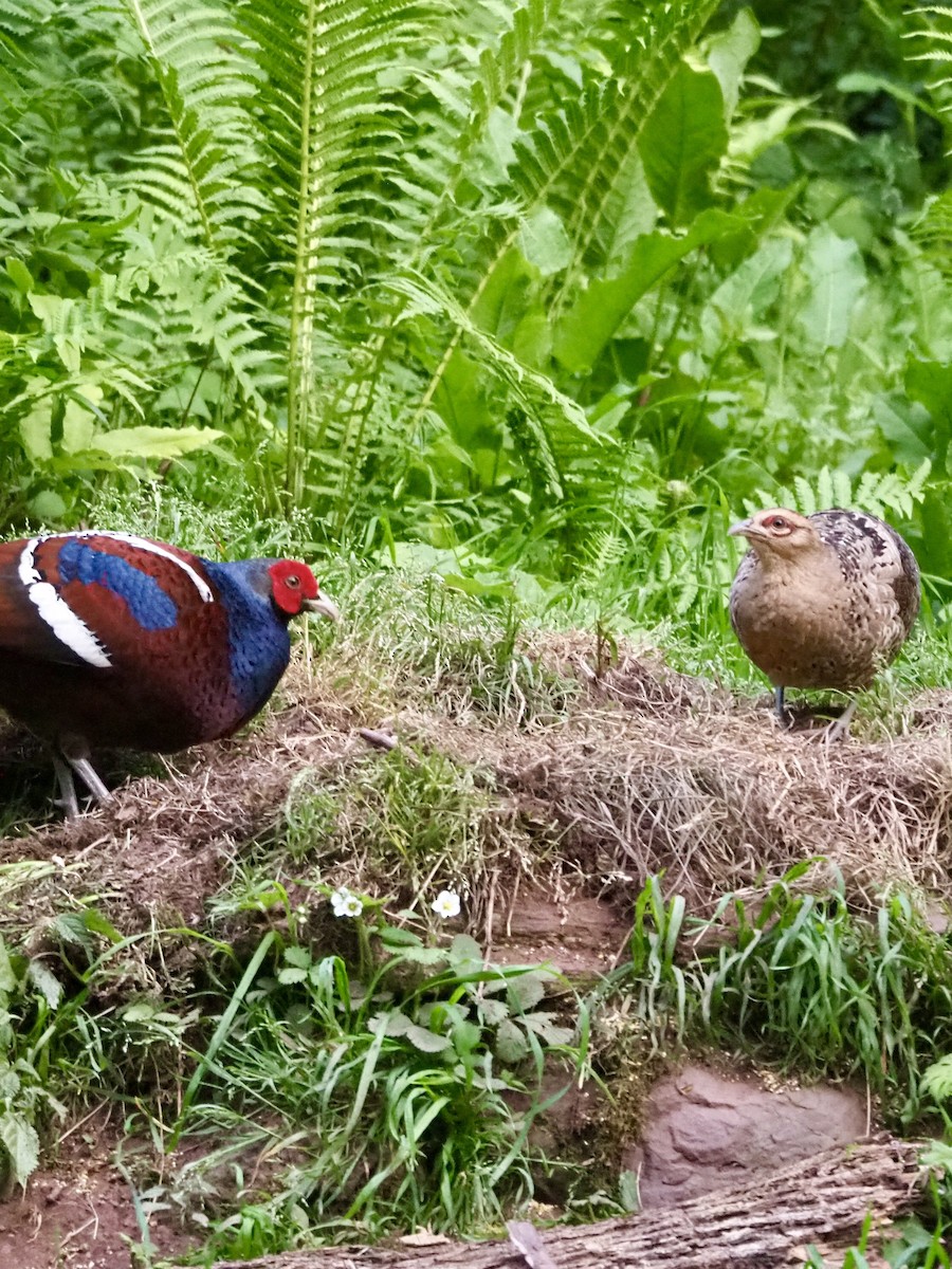 Mrs. Hume's Pheasant - ML635922793