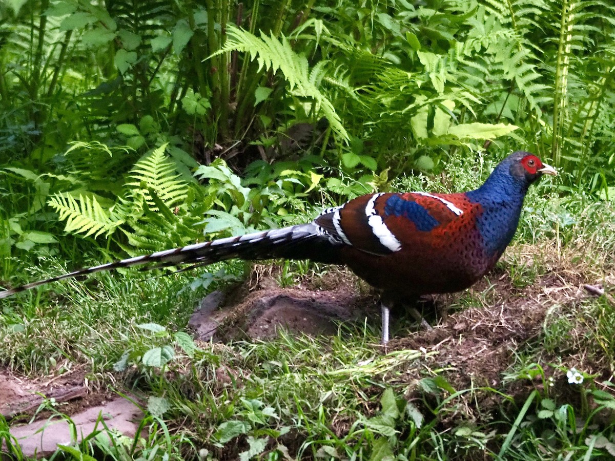 Mrs. Hume's Pheasant - ML635922795