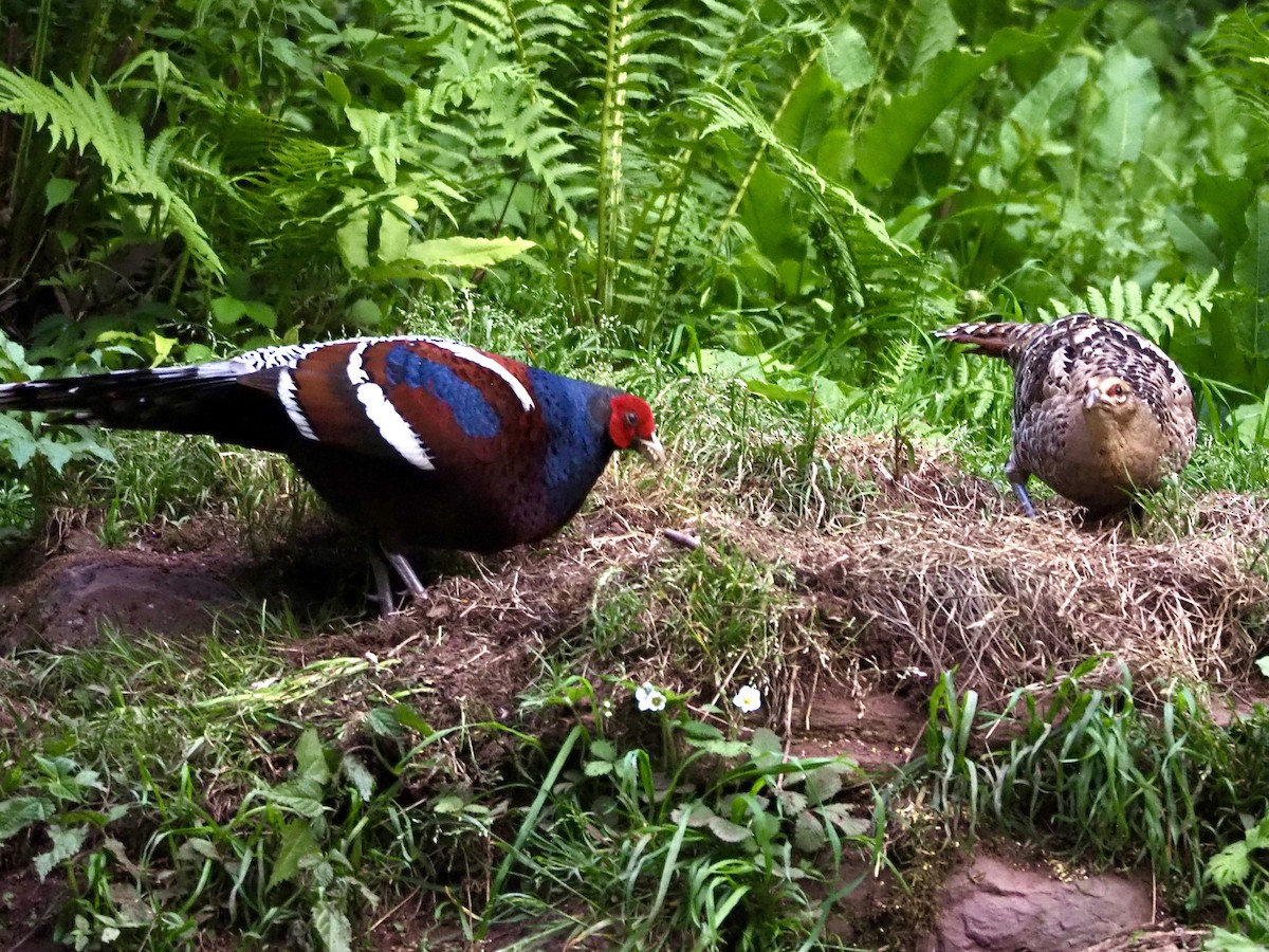 Mrs. Hume's Pheasant - ML635922796