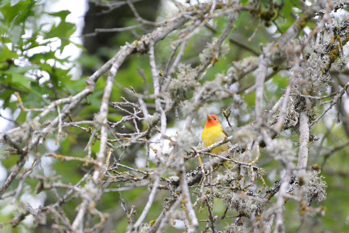 Western Tanager - ML635922829