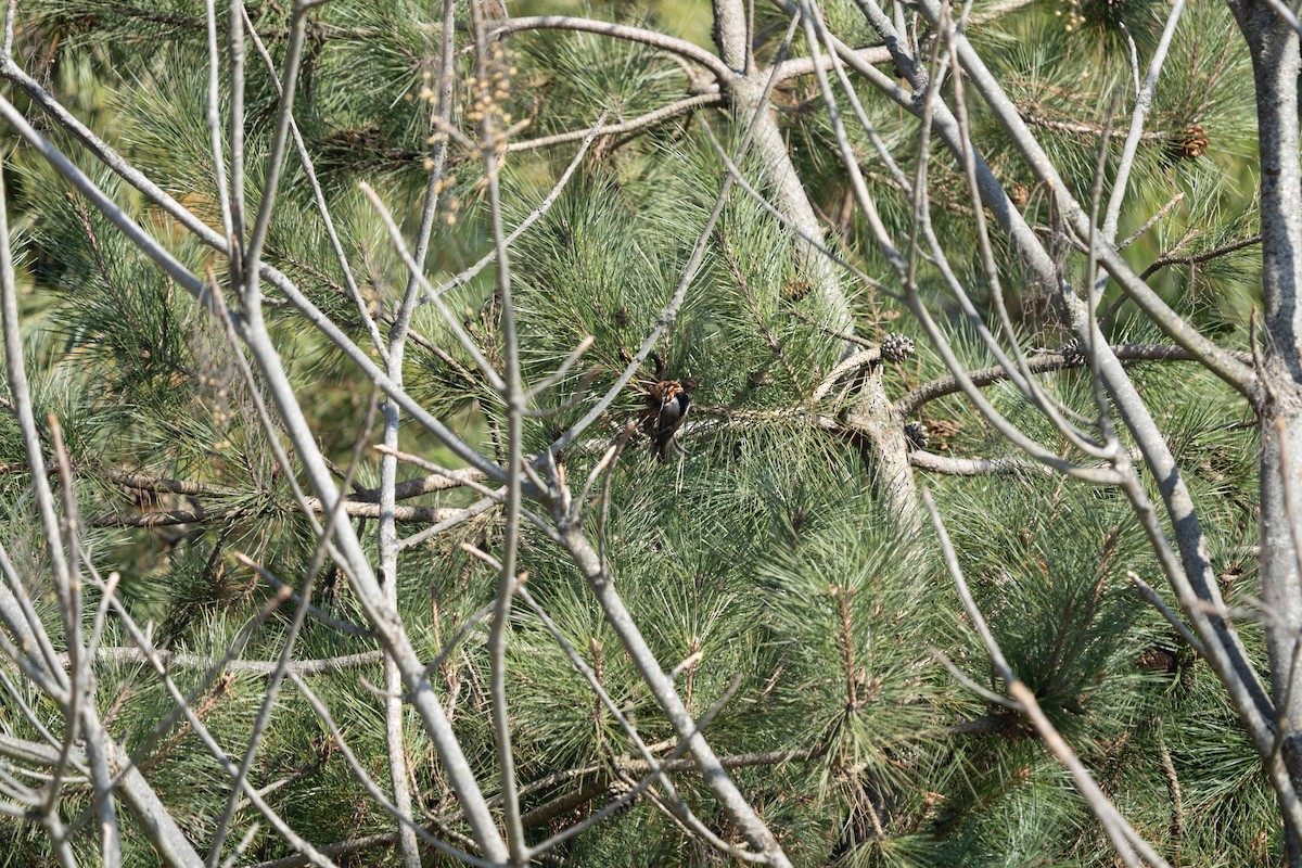 Black-bibbed Tit - ML635922969