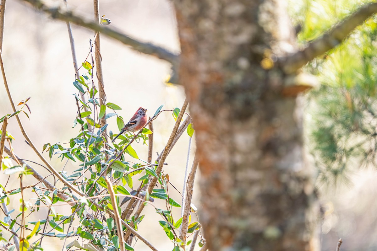 Three-banded Rosefinch - ML635922981