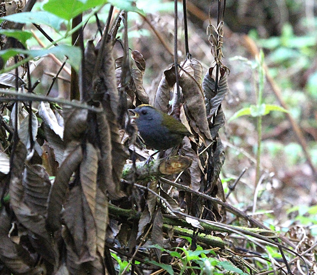 Wrenthrush - ML635923085
