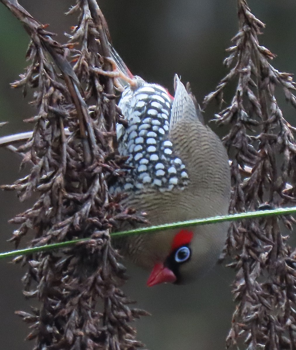 Red-eared Firetail - ML635923105