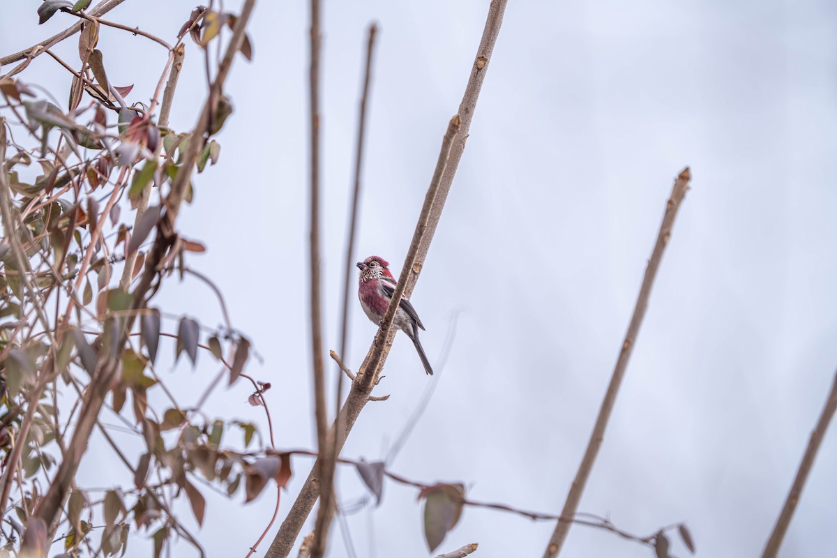 Three-banded Rosefinch - ML635923205