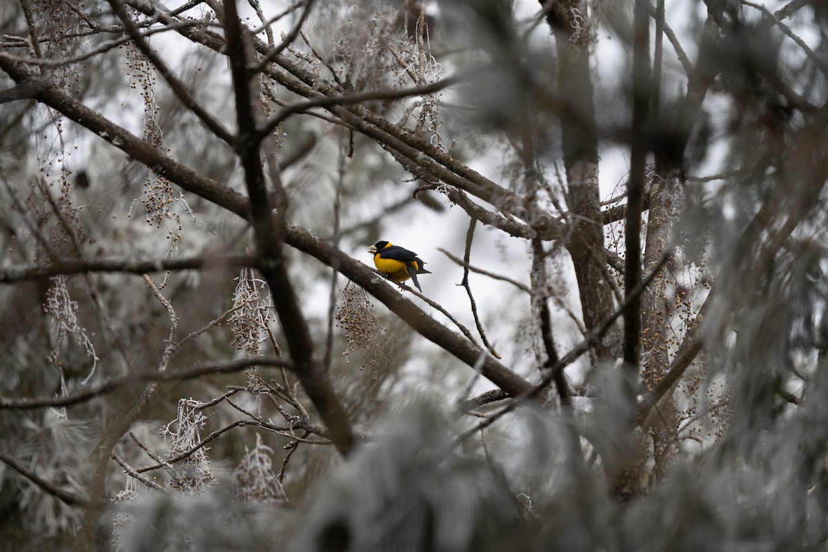 Collared Grosbeak - ML635923241