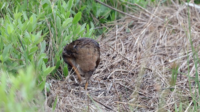 Rascón Crepitante (saturatus/scottii) - ML635923297