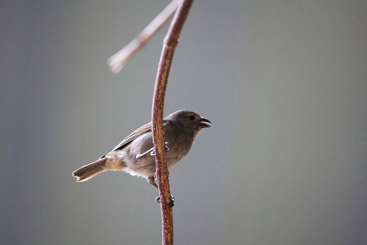 Barbados Bullfinch - ML635923298