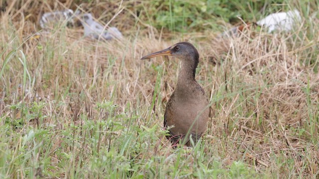 Rascón Crepitante (saturatus/scottii) - ML635923301