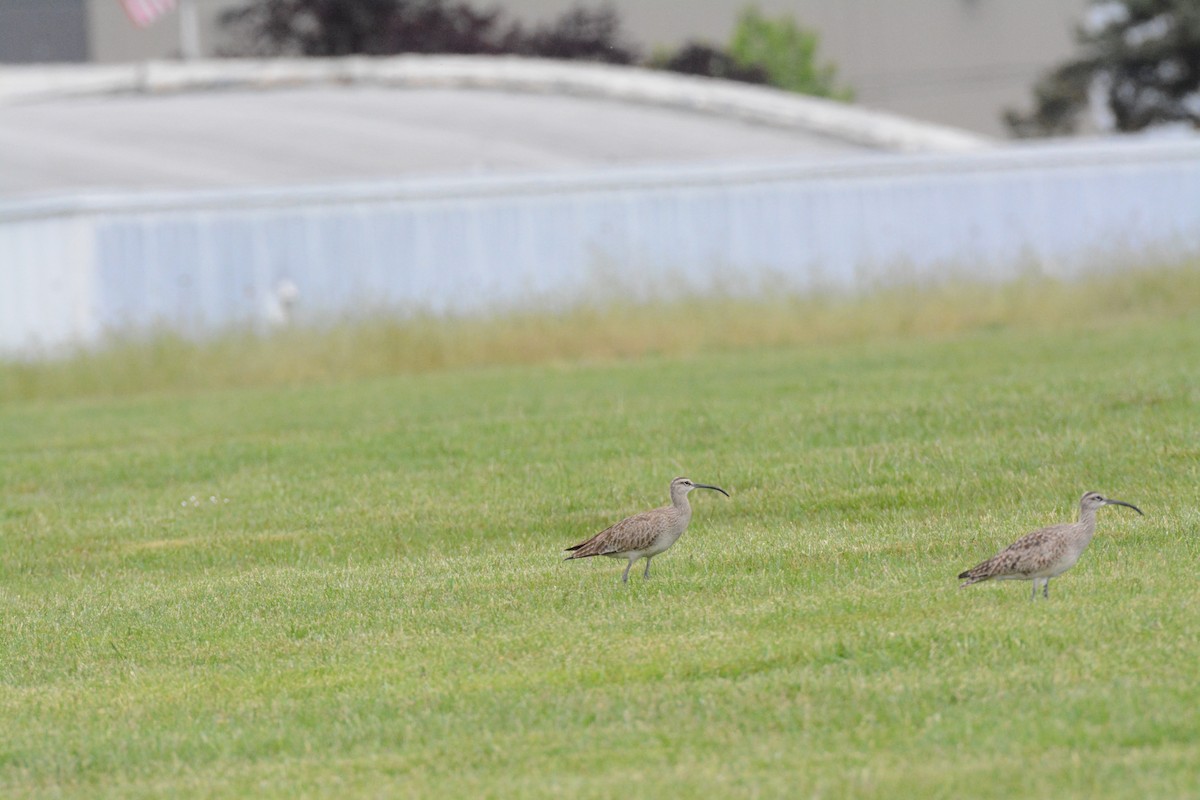 Hudsonian Whimbrel - ML635923306