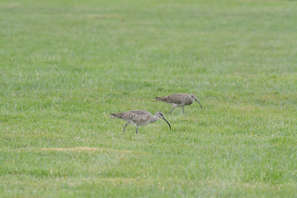 Hudsonian Whimbrel - ML635923307