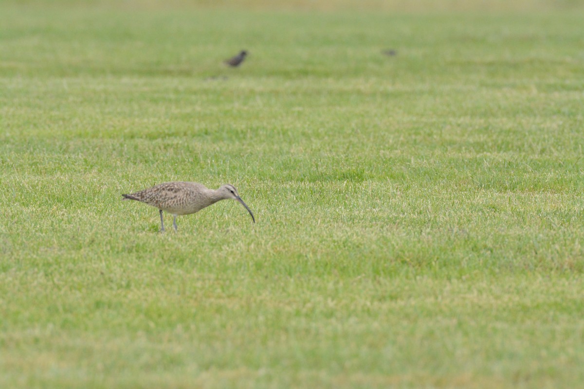 Hudsonian Whimbrel - ML635923308