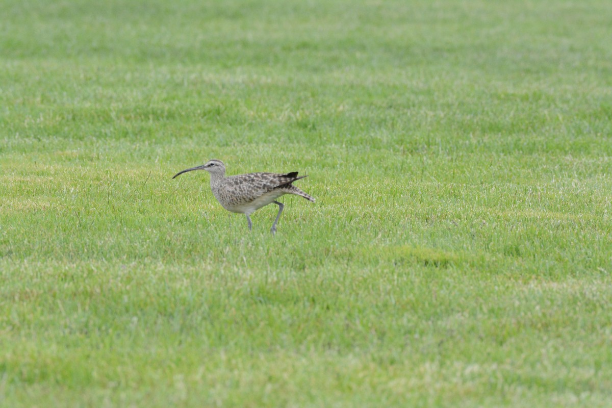 Hudsonian Whimbrel - ML635923309