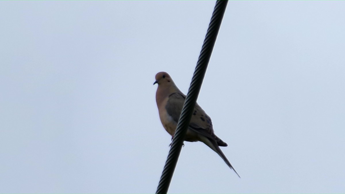Mourning Dove - ML635923436