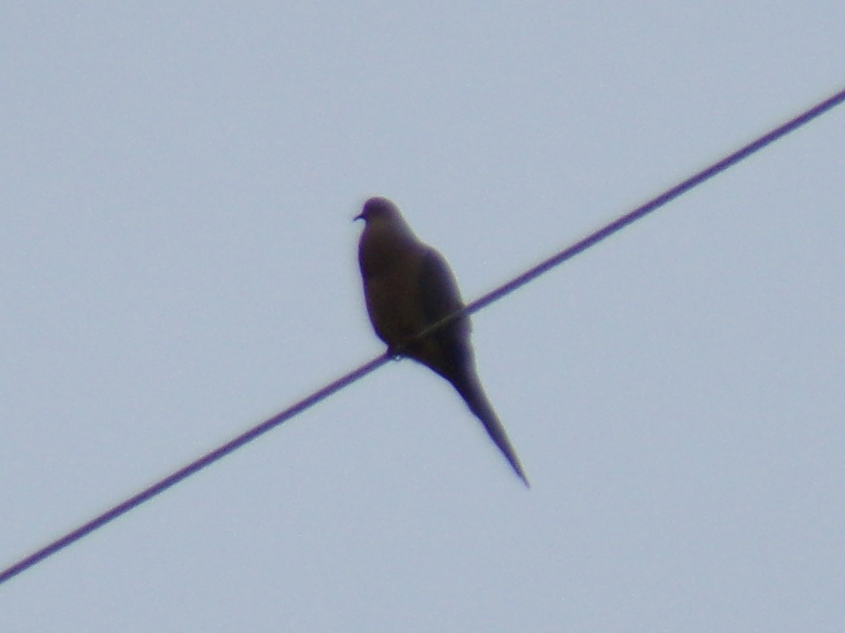 Mourning Dove - ML635923437
