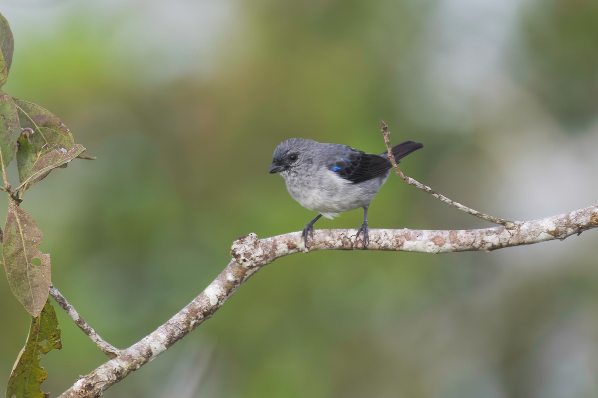 Plain-colored Tanager - ML635923439