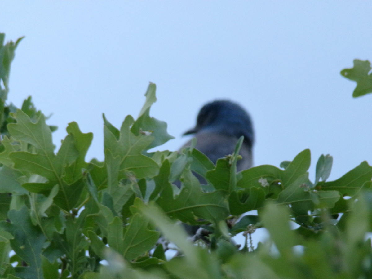 Woodhouse's Scrub-Jay - ML635923442