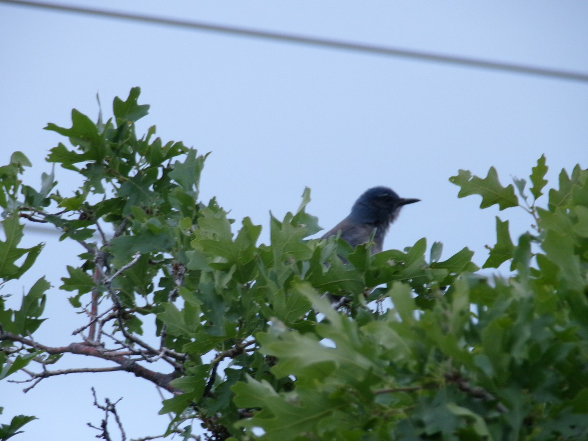Woodhouse's Scrub-Jay - ML635923443
