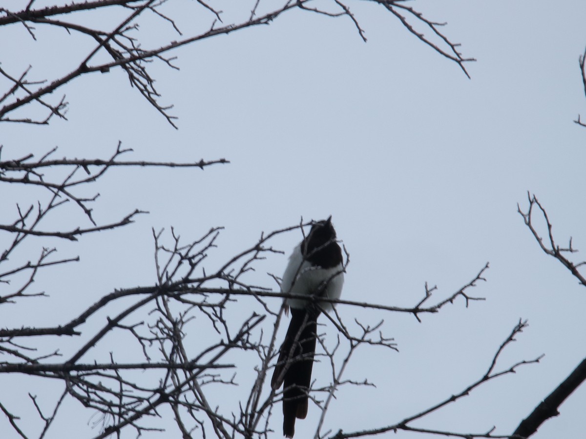 Black-billed Magpie - ML635923451