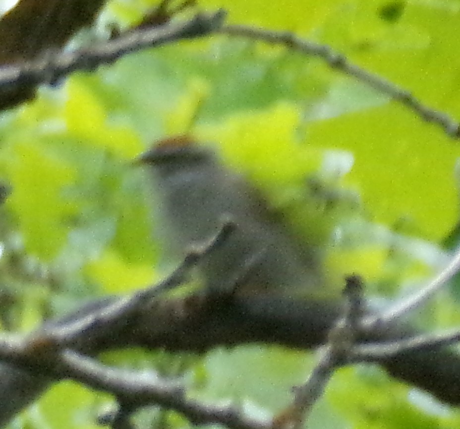 Chipping Sparrow - ML635923503
