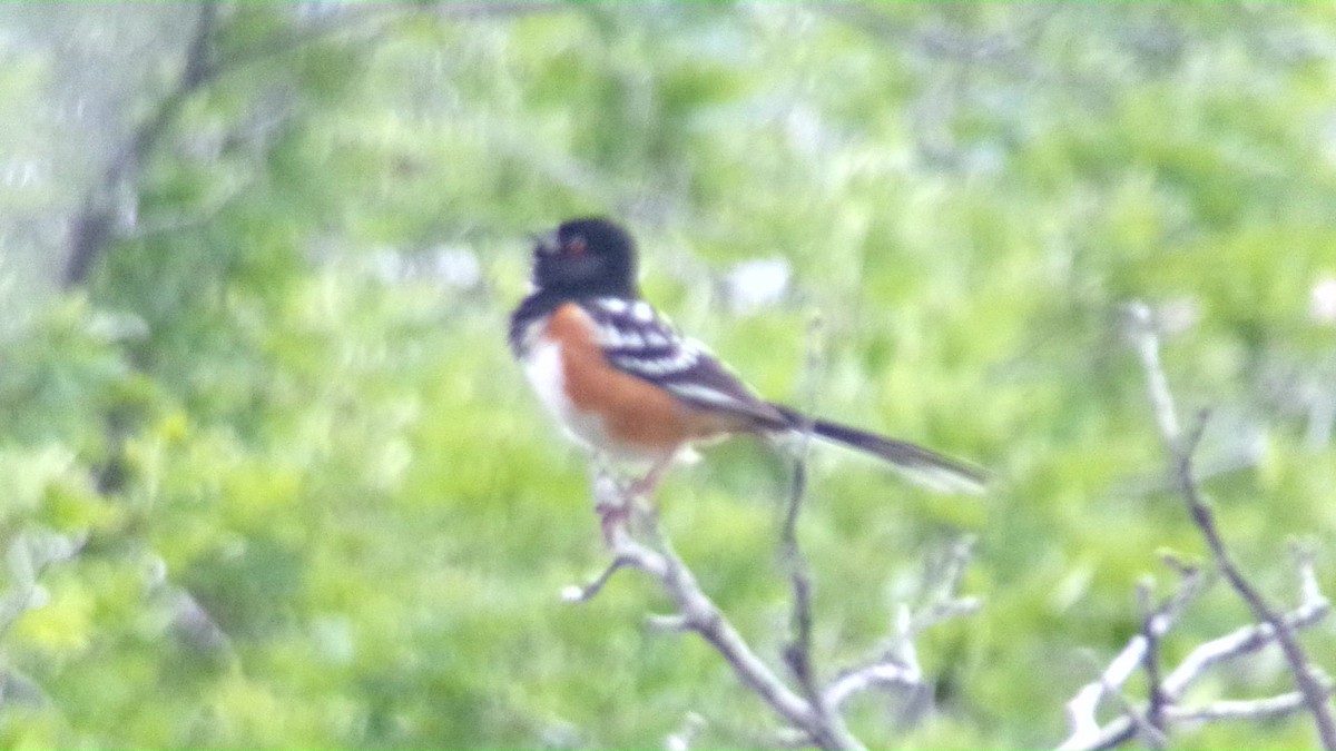Spotted Towhee - ML635923519