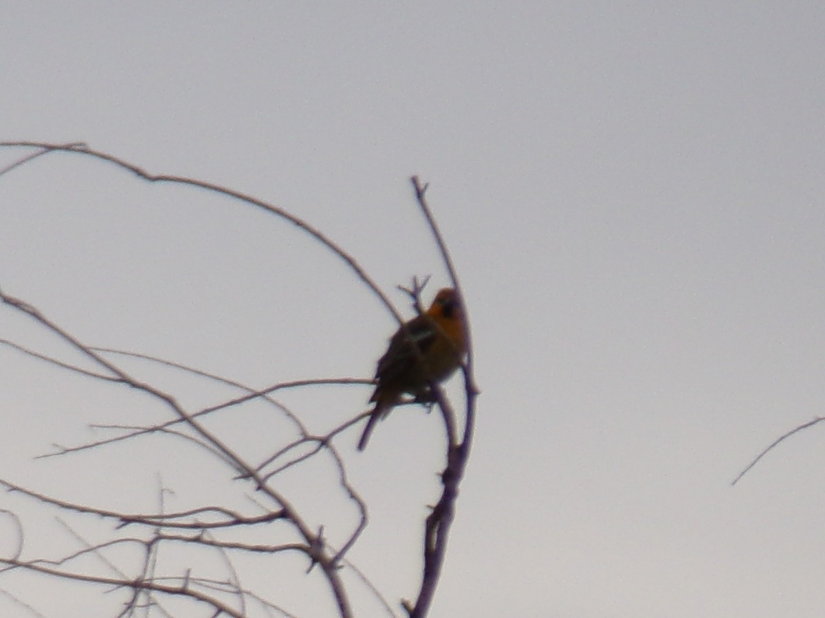 Bullock's Oriole - ML635923540