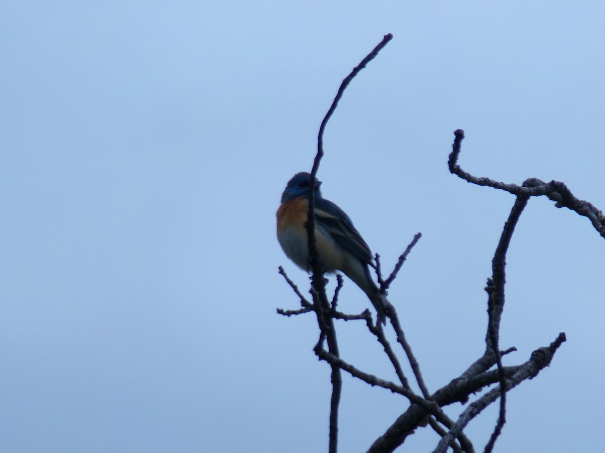 Lazuli Bunting - ML635923562